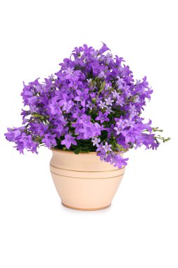 Campanula çan çiçekleri