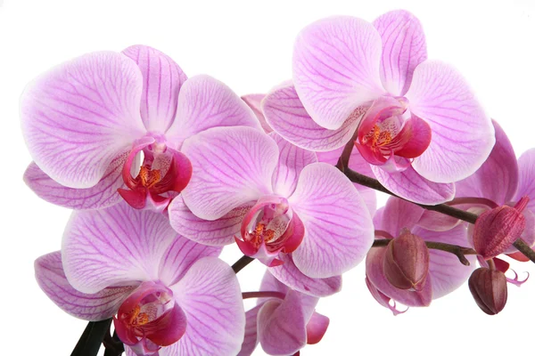 Orchidea rosa isolata su sfondo bianco — Foto Stock