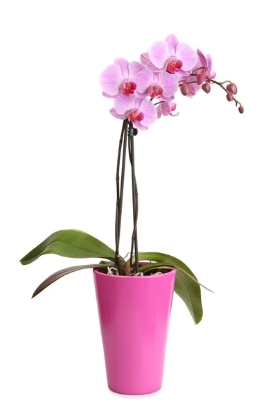 Beaufitul pink orchid in the pot — Stock Photo, Image