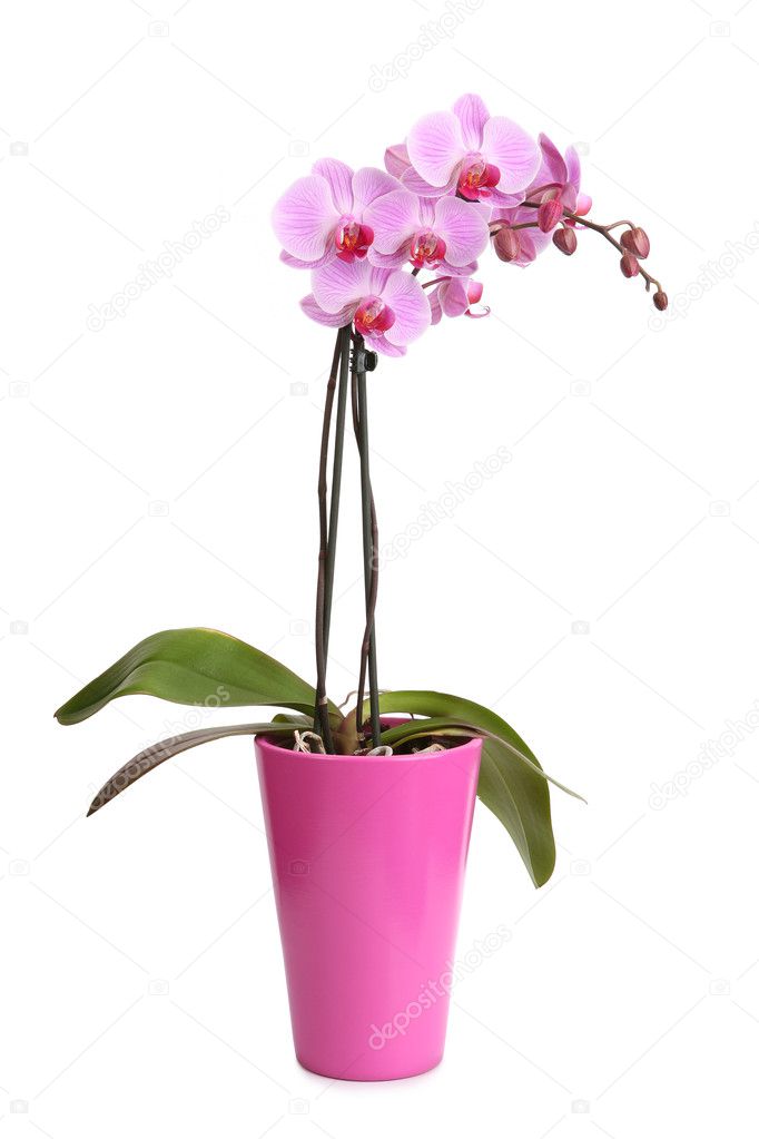 Beaufitul pink orchid in the pot