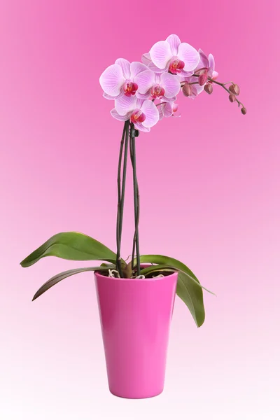 Schöne rosa Orchidee im Topf — Stockfoto