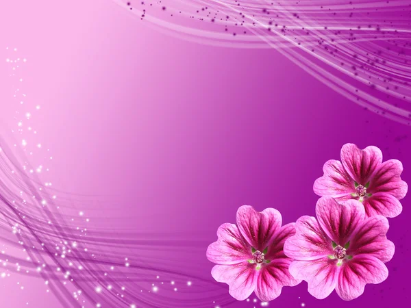 Carte violette avec fleurs hollyhock — Photo