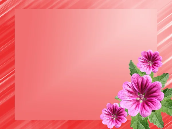 Красная рамка с цветами hollyhock — стоковое фото