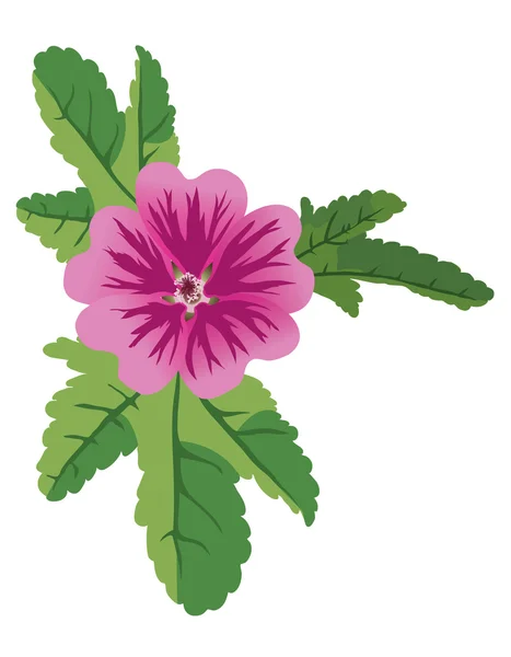Vector Illustration Mauve Flower Malva — Stock Vector