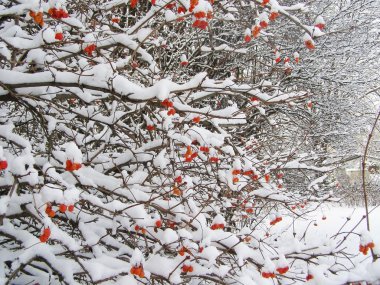 Bush with red berries in winter time clipart