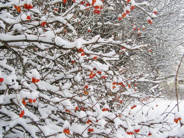 stock image Bush with red berries in winter time