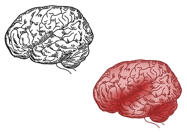 Ilustración Vectorial Del Cerebro Humano — Archivo Imágenes Vectoriales