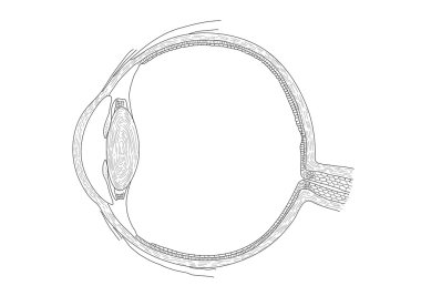 Vector illustration of human eye clipart