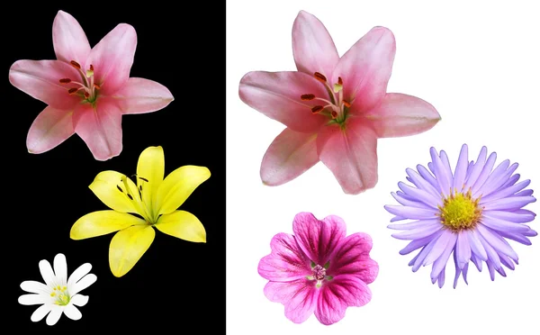Set di fiori isolati — Foto Stock