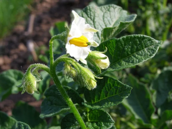 Patates çiçeği alanında — Stok fotoğraf