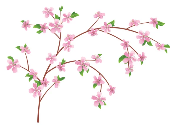桃の花が咲くのベクター支店 — ストックベクタ