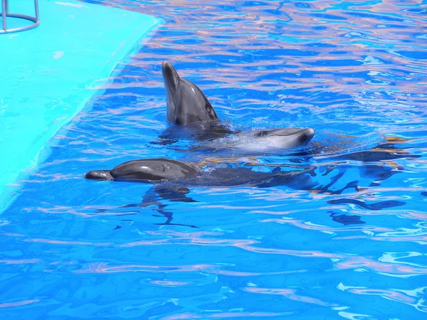 海豚在游泳池里 — 图库照片
