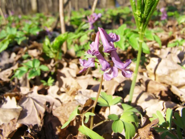 Corydalis blooms in the park — Stock Photo, Image