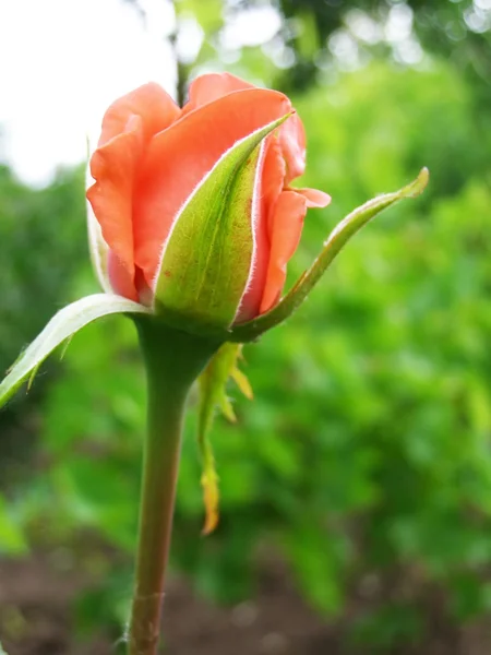 Rosa florece en el parque — Foto de Stock