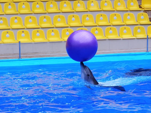Delfín juega con la pelota en la piscina — Foto de Stock