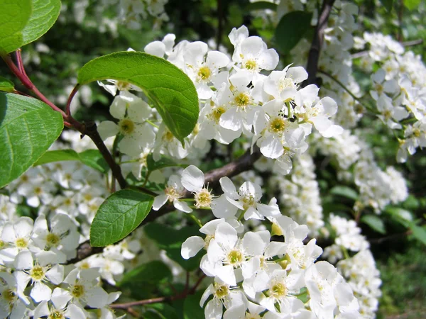 Bílé květy střemchová — Stock fotografie