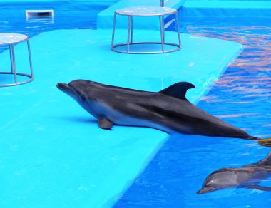 Dolphins in the Dolphinarium clipart