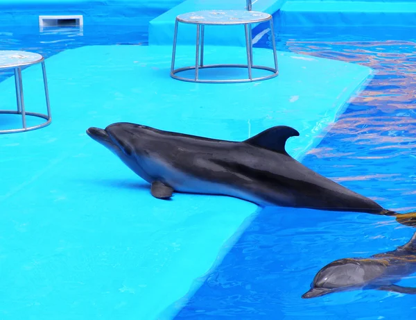 Delfiny w delfinarium — Zdjęcie stockowe