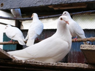 dovecote içinde beyaz güvercinler