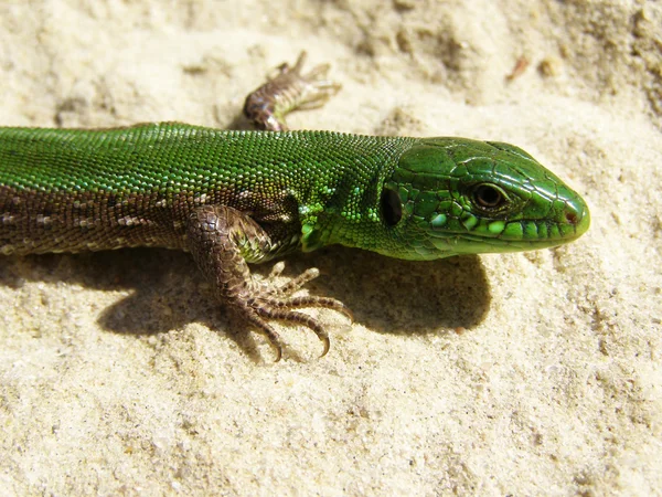 모래에 녹색 도마뱀 — 스톡 사진