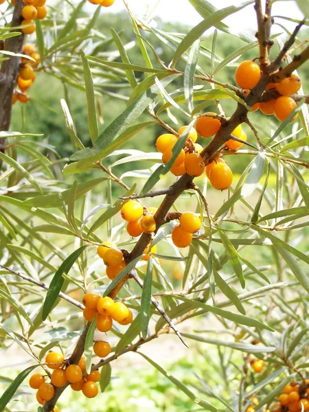 stock image Sea buckthorn growing in the garden