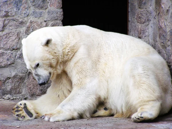 Белый медведь в зоопарке Лицензионные Стоковые Изображения