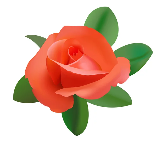 Illustration vectorielle de rose rouge — Image vectorielle
