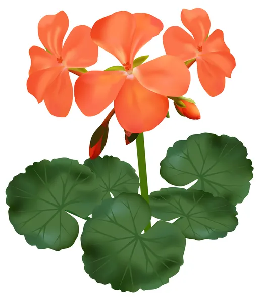 Ilustración vectorial de geranio en floración — Vector de stock