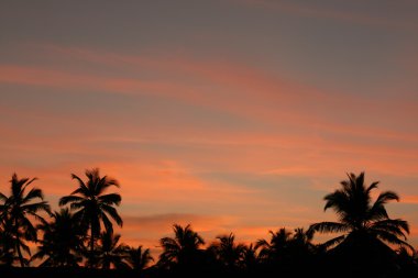 gün batımı ve palmiye ağacı