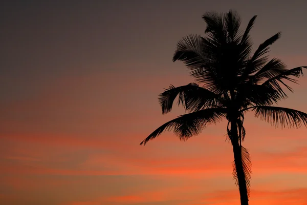 Pôr do sol e palmeira — Fotografia de Stock