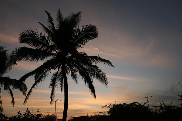Ηλιοβασίλεμα και την παλάμη δέντρο — Φωτογραφία Αρχείου