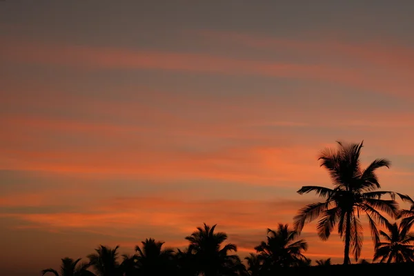 Gün batımı ve palmiye ağacı — Stok fotoğraf