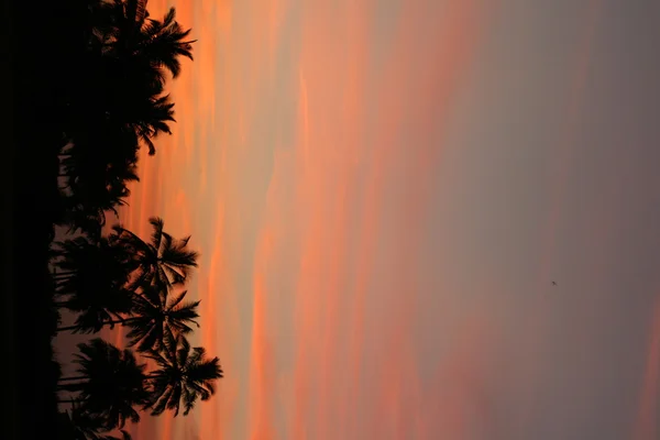 Ηλιοβασίλεμα και την παλάμη δέντρο — Φωτογραφία Αρχείου