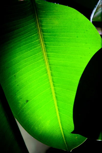 stock image Green leaf