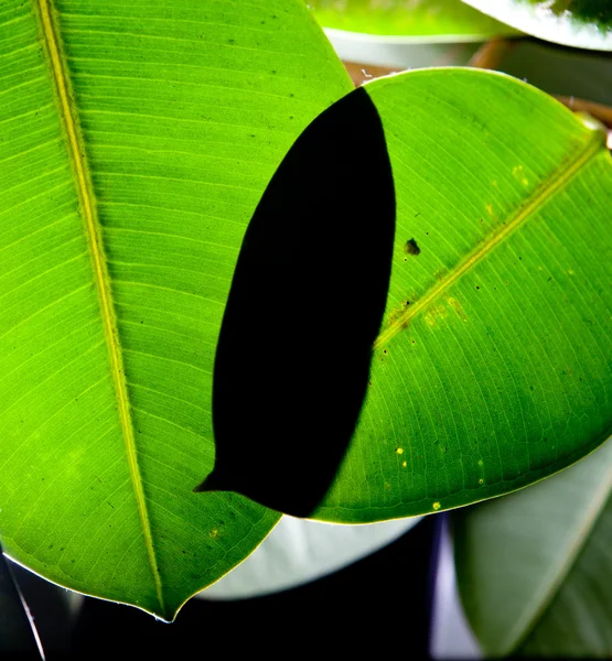 Stock image Green leaf