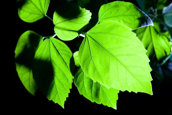 stock image Green leaf