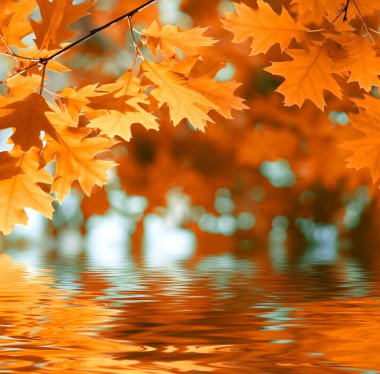 Red autumn leaves reflecting in the water clipart