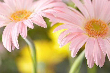 iki papatya pembe gerbera closeup. sığ dof