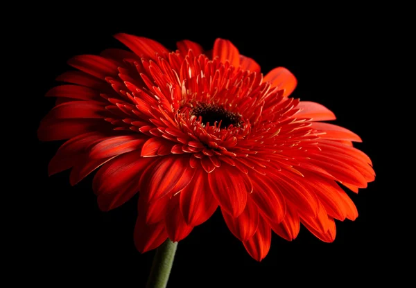 Roșu daisy-gerbera pe fundal negru — Fotografie, imagine de stoc