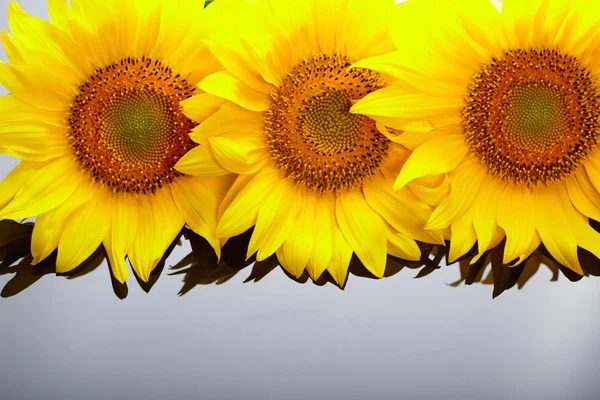 Drie zonnebloemen met copyspase — Stockfoto