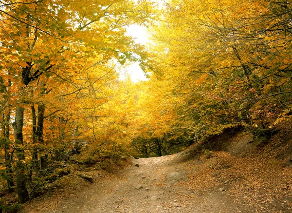 Autumn park road — Stock Photo, Image