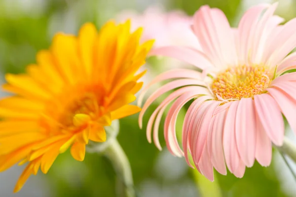 Closeup dvou daisy-gerbera — Stock fotografie