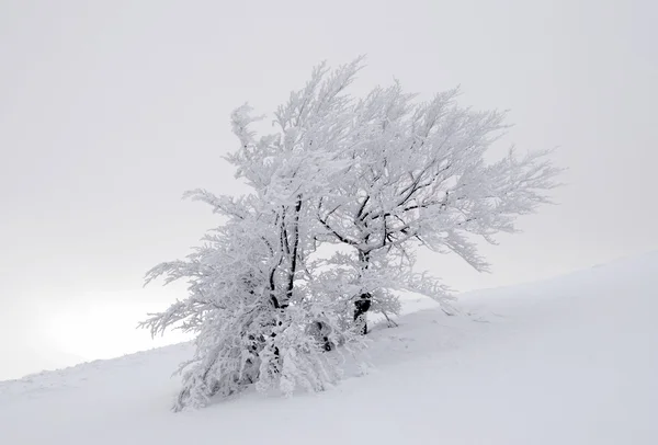 Albero invernale — Foto Stock