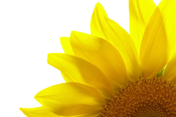 Part of sunflower on white background — Stock Photo, Image