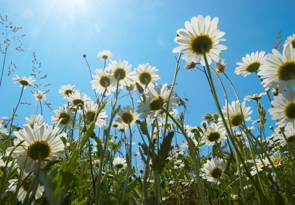 stock image White daisies on blue sky background