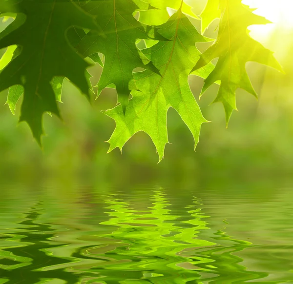 緑色の葉を水に反映して — ストック写真