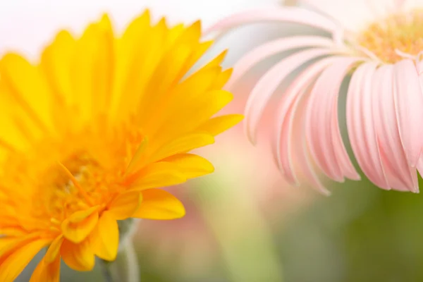 Closeup photo of pink and yellow daisy-gerbera — Stock Photo, Image