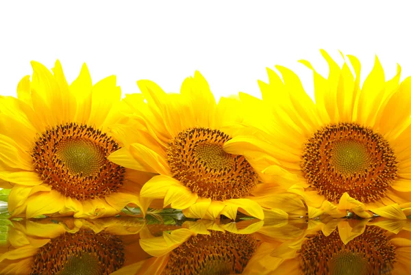 Drie zonnebloemen met copyspase — Stockfoto