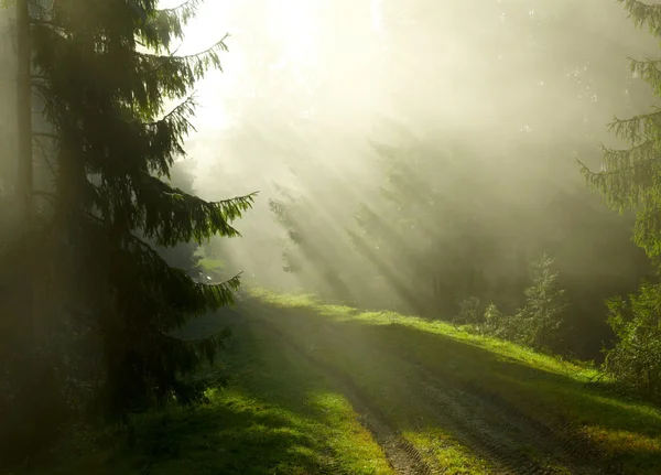 Ormanda güzel bir sabah — Stok fotoğraf