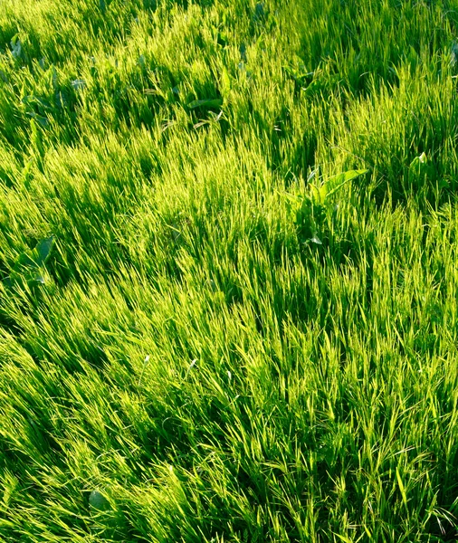 Friss zöld fű háttér — Stock Fotó
